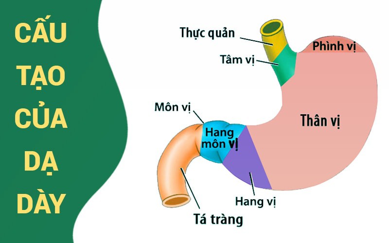 vi khuẩn hp - nguyên nhân hàng đầu gây đau dạ dày