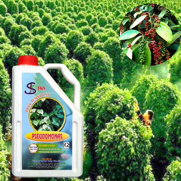 PSEUDOMONAS:Phòng Trừ Bênh Héo Xanh, Thối Rễ.ối Kháng Nấm Khuẩn,