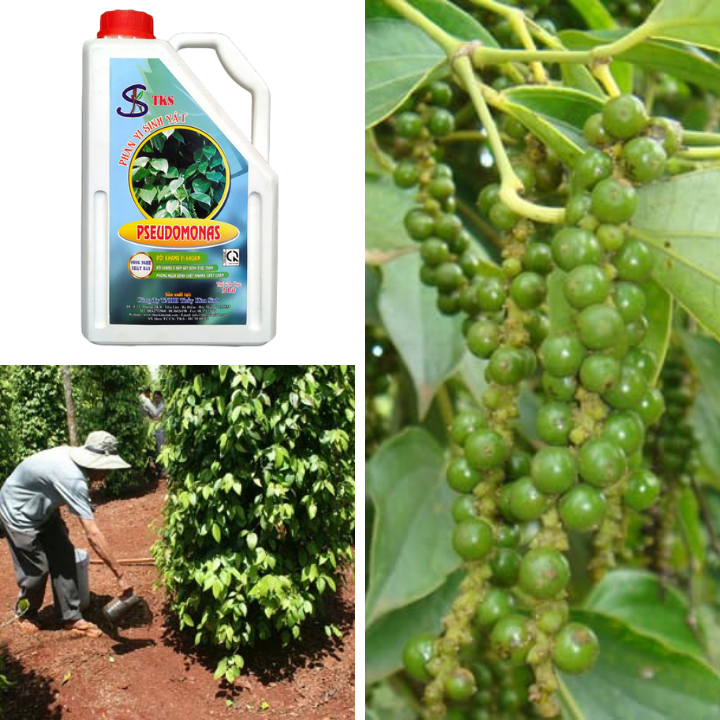 PSEUDOMONAS:Phòng Trừ Bênh Héo Xanh, Thối Rễ.ối Kháng Nấm Khuẩn,