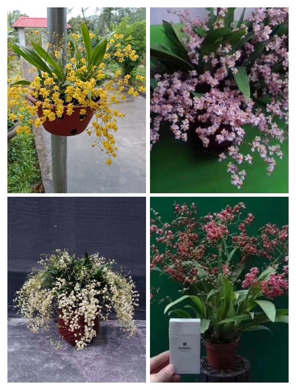 Tứ đại danh tác Trung Hoa - Hồng lâu mộng - Tào Tuyết Cần