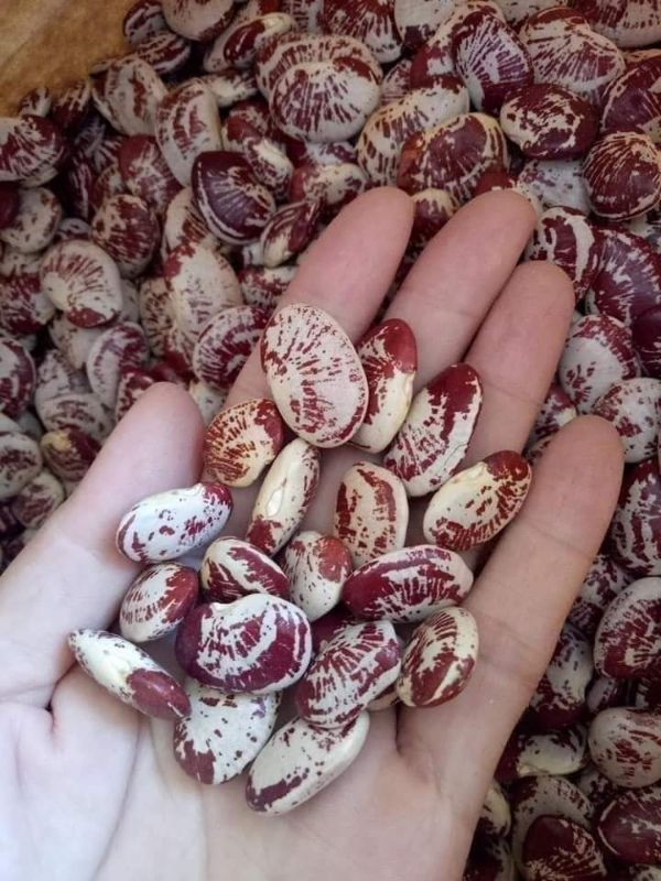 Đậu ngự khô Đà Lạt