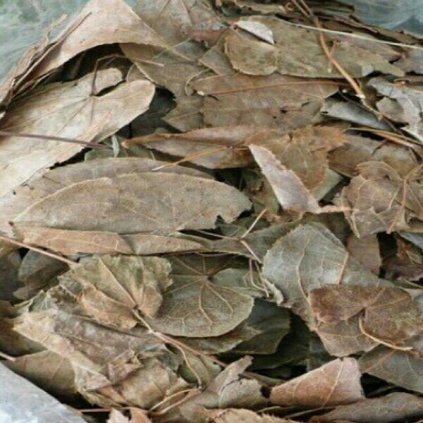 sỉ giá gốc siêu rẻ 100g lá dâm dương hoắc (Mã SP: 100g lá dâm dương hoắc)