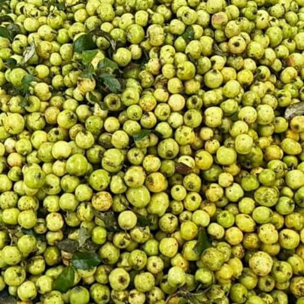combo 3kg táo mèo tươi (Mã SP: 3.308)