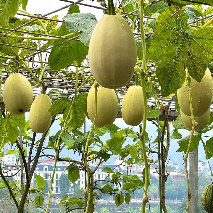 Hạt giống Bí Sợi Mì giống độc lạ - dẻo thơm ngọt - Vạn Tín Mart (Mã SP: VTP167)