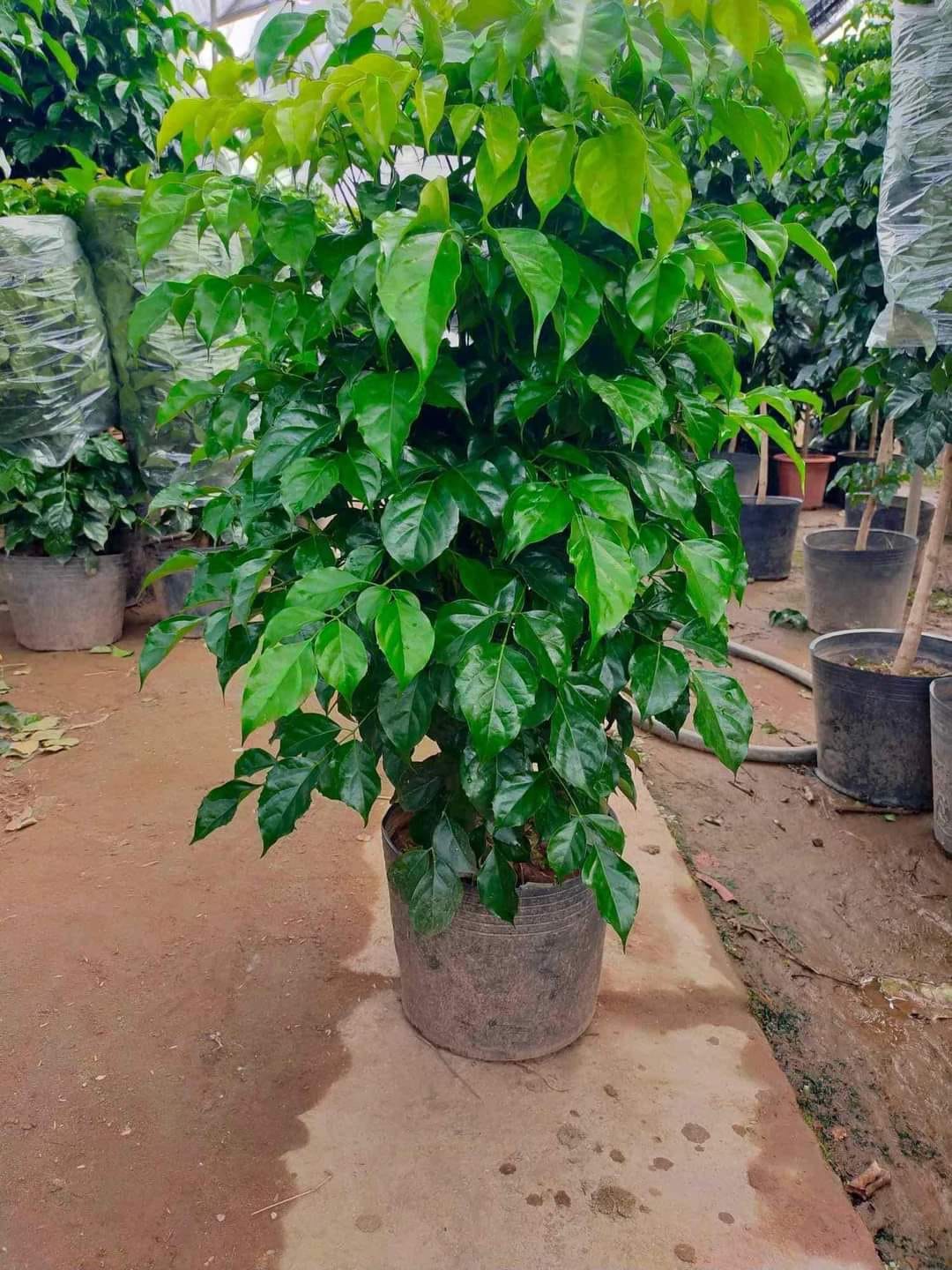 Cây Hạnh Phúc 1 cây cao 80-90cm (Mã SP: CHP08)