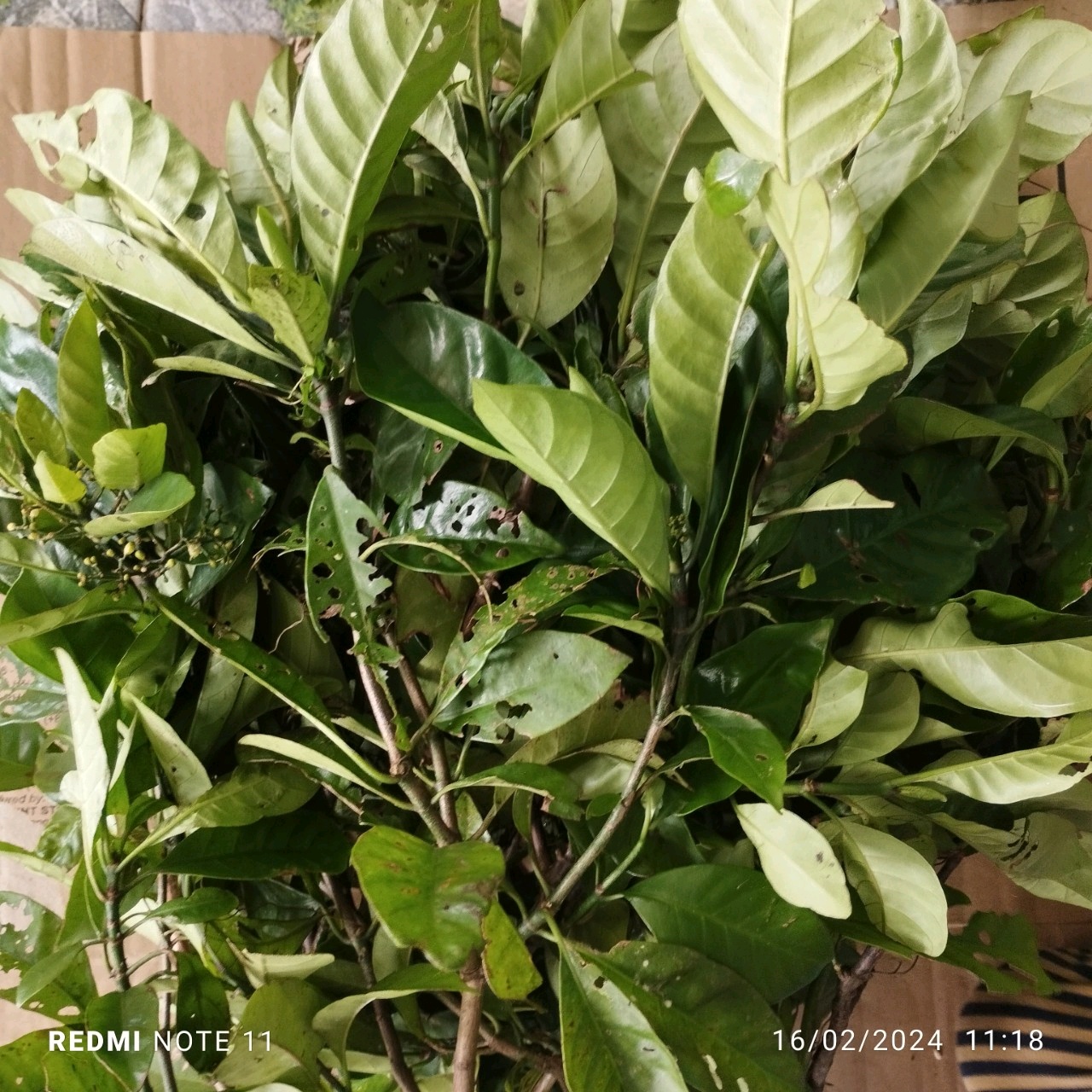 1 kg lá lấu tươi (Mã SP: 2438_116385945)