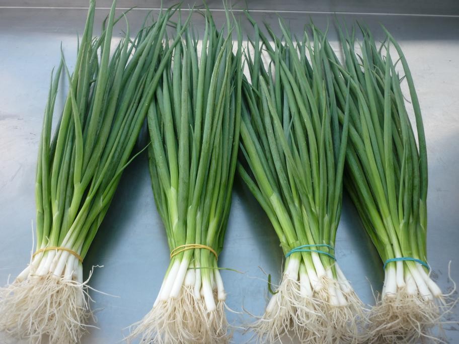 Bộ gói hạt giống Hành hương