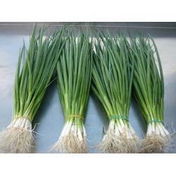 Bộ gói hạt giống Hành hương