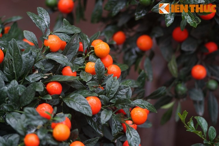 Bộ gói hạt giống Ớt kiểng tròn