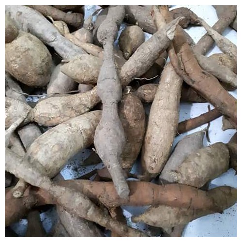 Cát Sâm ( củ Tài lệch)