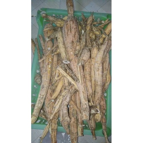 Cát Sâm ( củ Tài lệch)