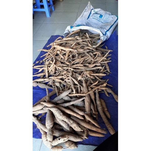 Cát Sâm ( củ Tài lệch)