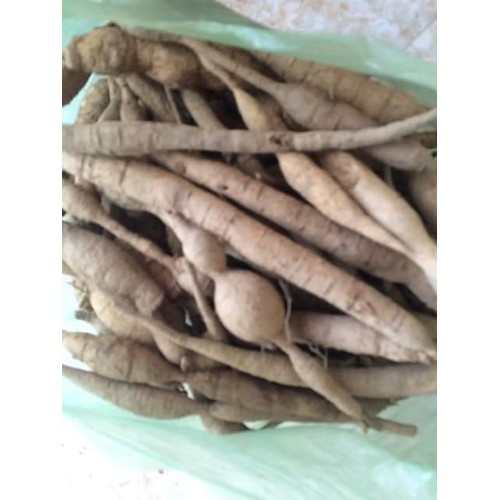 Cát Sâm ( củ Tài lệch)