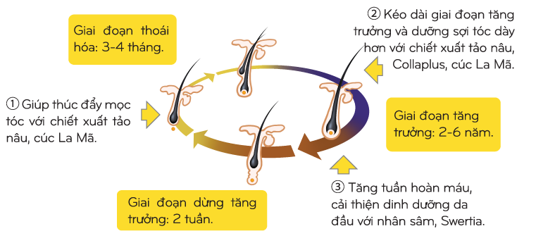 Bộ dầu gội Megumi ngăn ngừa tóc rụng và hỗ trợ mọc tóc 2