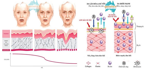 Viên uống bổ sung collagen dành cho người trên 45 tuổi Collamax 45+ 2