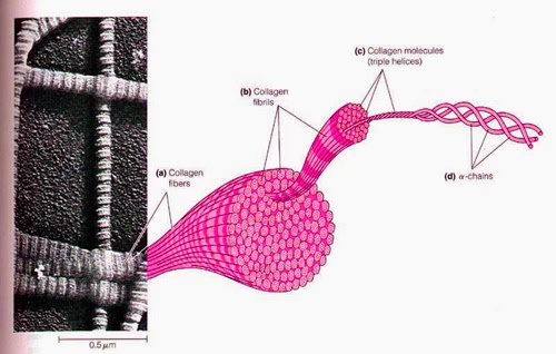 viên uống collagen 1