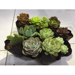 10 CÂY SEN ĐÁ 4 - 6 cm