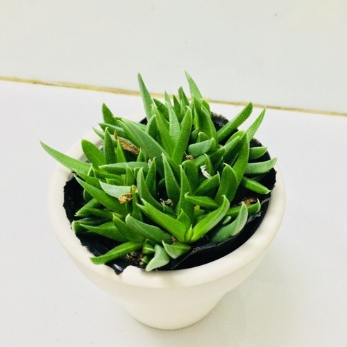 Home 7 sen đá phổ thông kèm chậu đất nung