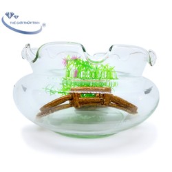 Bể Cá Thủy Tinh Chậu Cây Hồ Cá Miệng Bèo B18 D24CM x 14CM Cẩm Đạt – NMHTPBC008