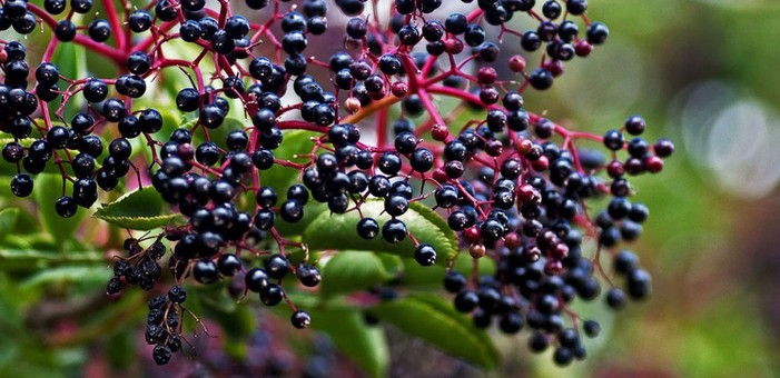 MjjyMt_simg_76bc72_701x340_max.jpg