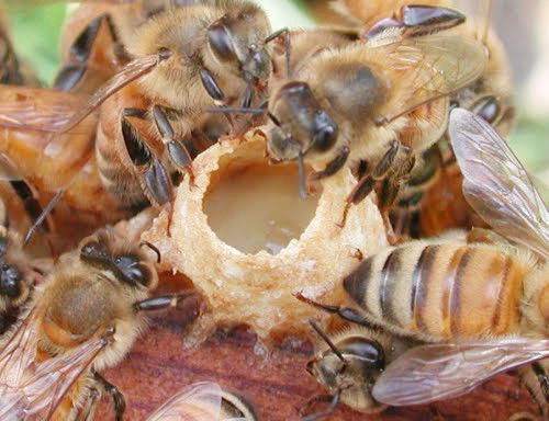 Sữa Ong Chúa Tươi Nguyên Chất 100g 1