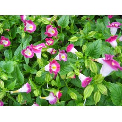 Bộ gói hạt giống Mắt nai (hoa tô liên)(hoa mõm chó)