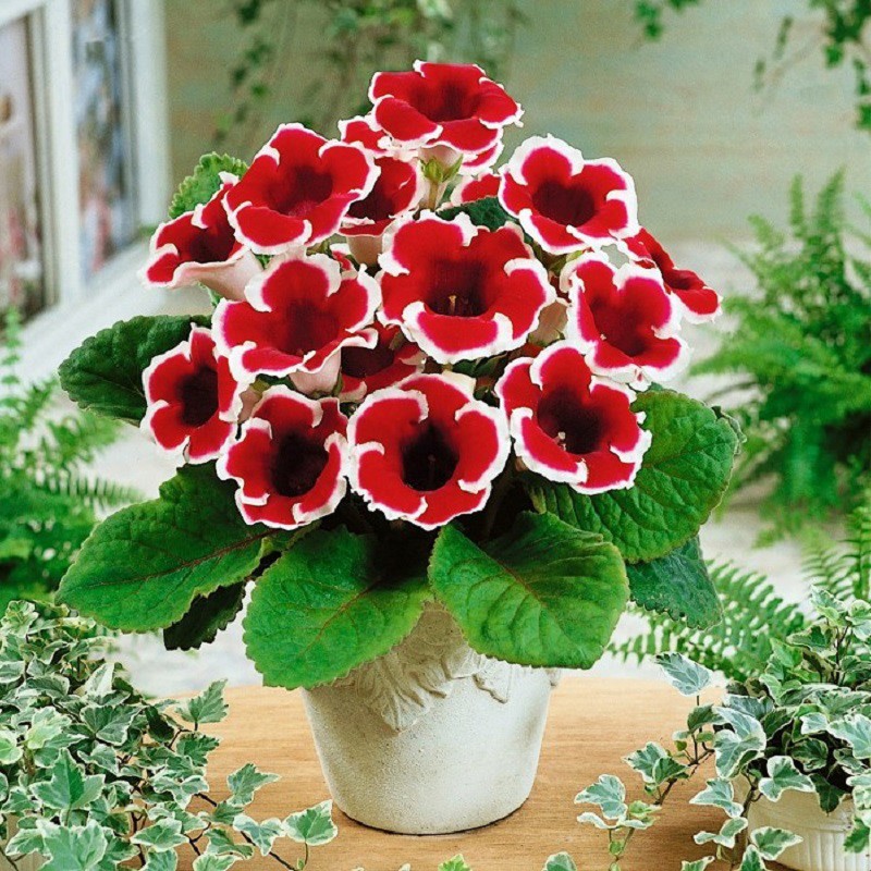 Bộ gói hạt giống Tử la lan