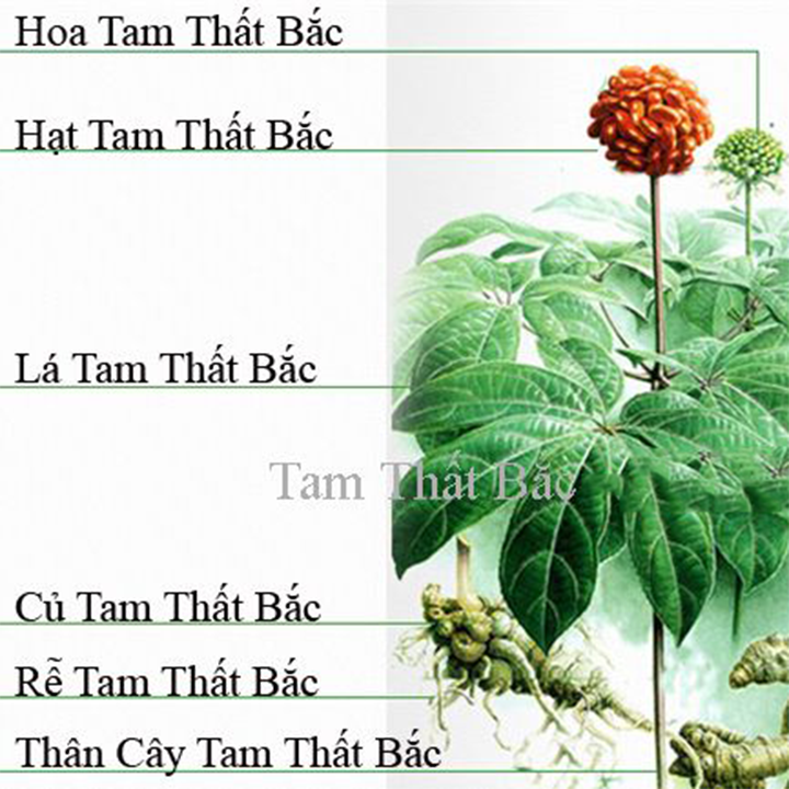 250g Bột tam thất BẮC Khô - Đặc sản HÀ GIANG 1