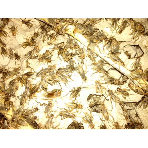 Giống Dế Thái Lan - Giong de thai lan