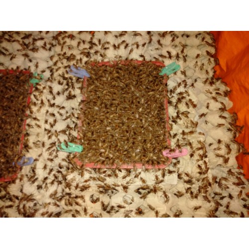 Giống Dế Thái Lan - Giong de thai lan