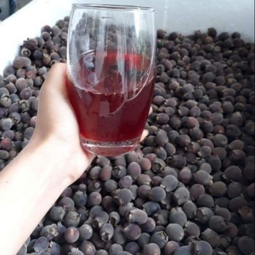 Quả sim rừng ngâm rượu có tác dụng gì? Quả sim rừng ngâm rượu có tác dụng gì?