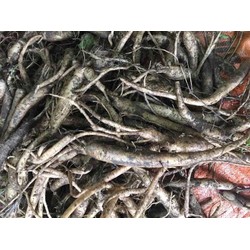 1KG ĐẲNG SÂM TƯƠI 