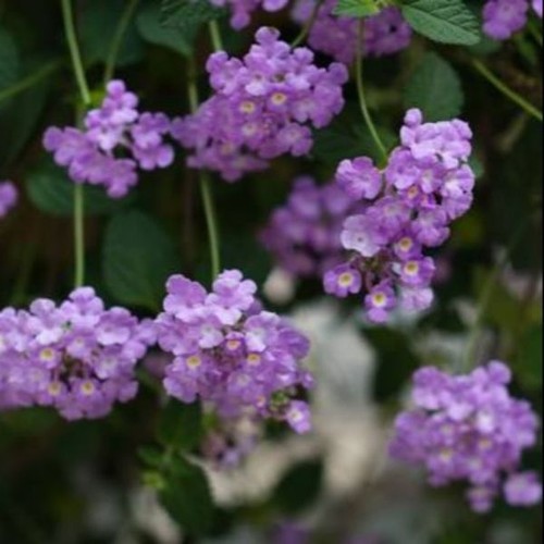 Cây trâm ổi tím rũ và các màu