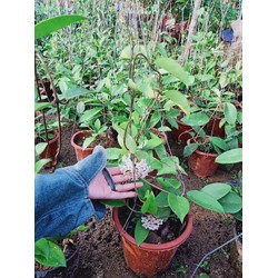 CÂY HOA CẨM CÙ đã cho hoa