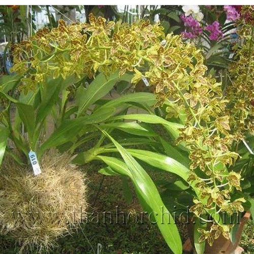 Hoa lan hoàng hậu