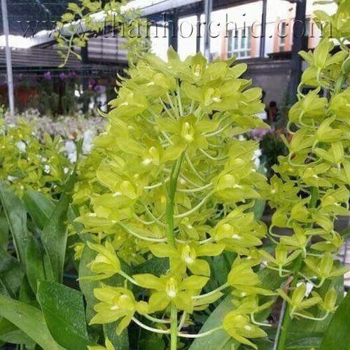 Hoa lan hoàng hậu