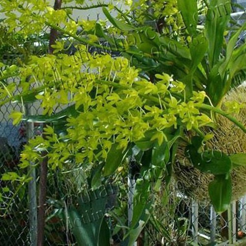 Hoa lan hoàng hậu