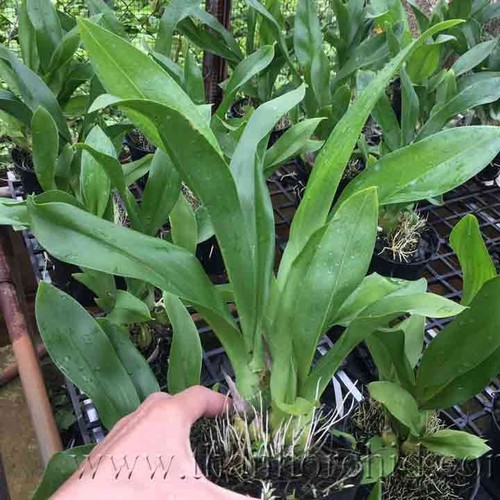 Hoa lan hoàng hậu