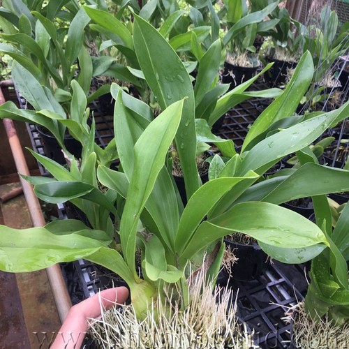 Hoa lan hoàng hậu