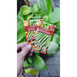 HẠT GIỐNG MĂNG TÂY XANH - 25 HẠT NHẬP KHẨU NGA
