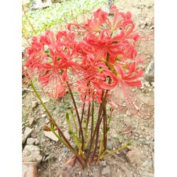 Củ hoa bỉ ngạn màu đỏ loại nhỏ