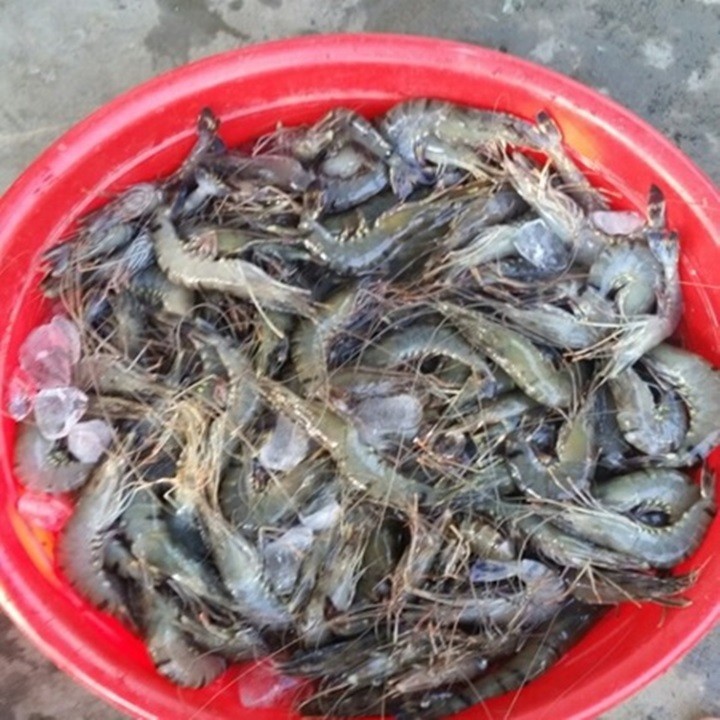 500g Tôm lụi Cà Mau -tôm sú loại lớn, hàng bao ngon, bao đẹp, bao vip