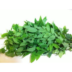 Hạt giống Rau Bồ Ngót 30 HẠT