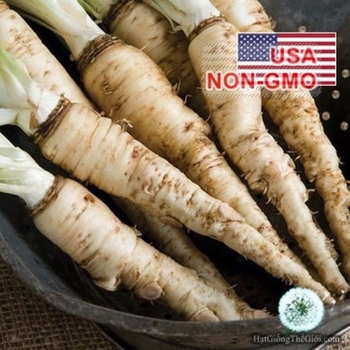 7527232 , 16020536 , 15_16020536 , 9000 , 10h-Hat-Giong-Cu-So-Huyet-Oyster-Diep-Cu-Tragopogon-porrifolius-15_16020536 , sendo.vn , 10h Hạt Giống Củ Sò Huyết Oyster Diếp Củ - Tragopogon porrifolius 10h Hạt Giống Củ Sò Huyết Oyster Diếp Củ - Tragopogon porrifolius