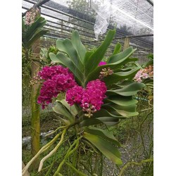 Ngọc điểm Thái đủ màu 