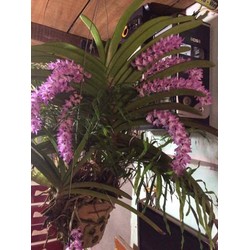 Combo lan rừng 5 loại lan rừng 100k 