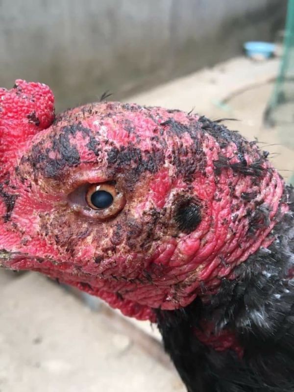 THUỐC GÀ BỊ ĐỤC MẮT -- VẢY CÁ -- KÉO MÀNG MÂY ( LỌ 10CC )