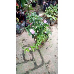 cây hoa nhài nhật
