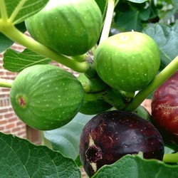 Hạt giống sung Mỹ