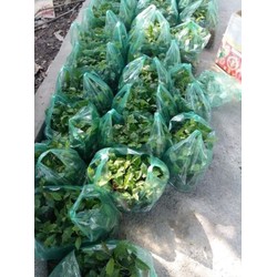 cây xạ đen giống combo 11 cây 100k